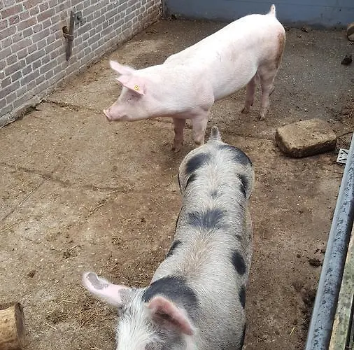 Bed & Breakfast De Priesnitzhoeve