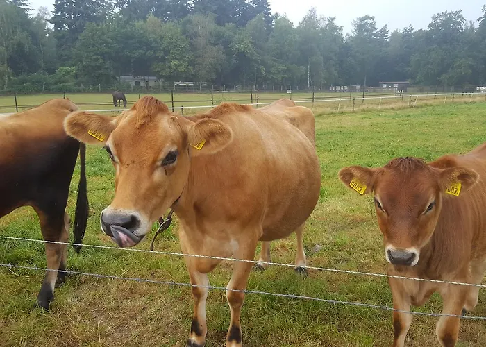 فندق مبيت وإفطار De Priesnitzhoeve