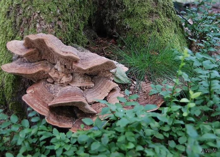 De Priesnitzhoeve فندق مبيت وإفطار